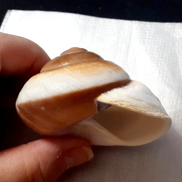 Natural!! Turbo Seashell 3.38 in Length Dark Color Shell - Collectible and Nice! - Picture 6 of 9